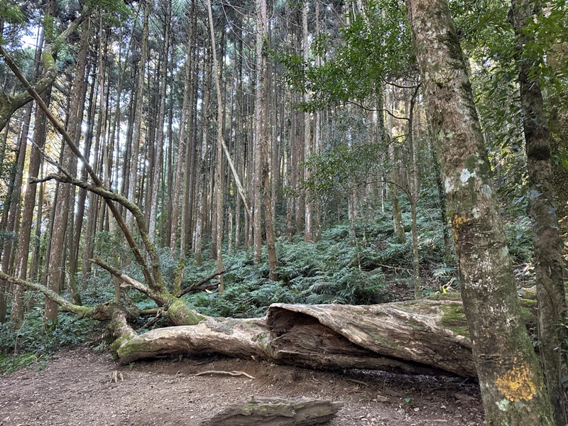kaodao08 尖石-高島縱走 高台山 小中大島田山 一日四山