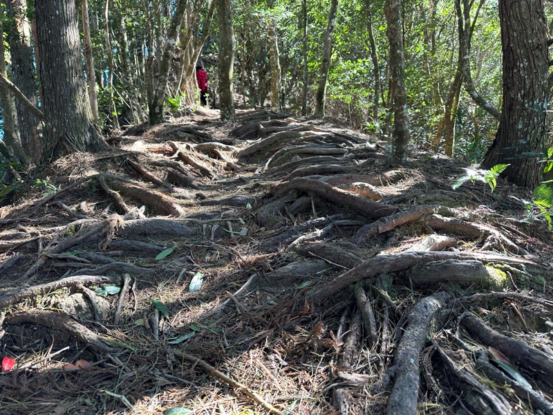 kaodao16 尖石-高島縱走 高台山 小中大島田山 一日四山