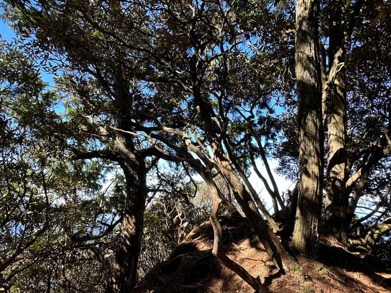 kaodao24 尖石-高島縱走 高台山 小中大島田山 一日四山