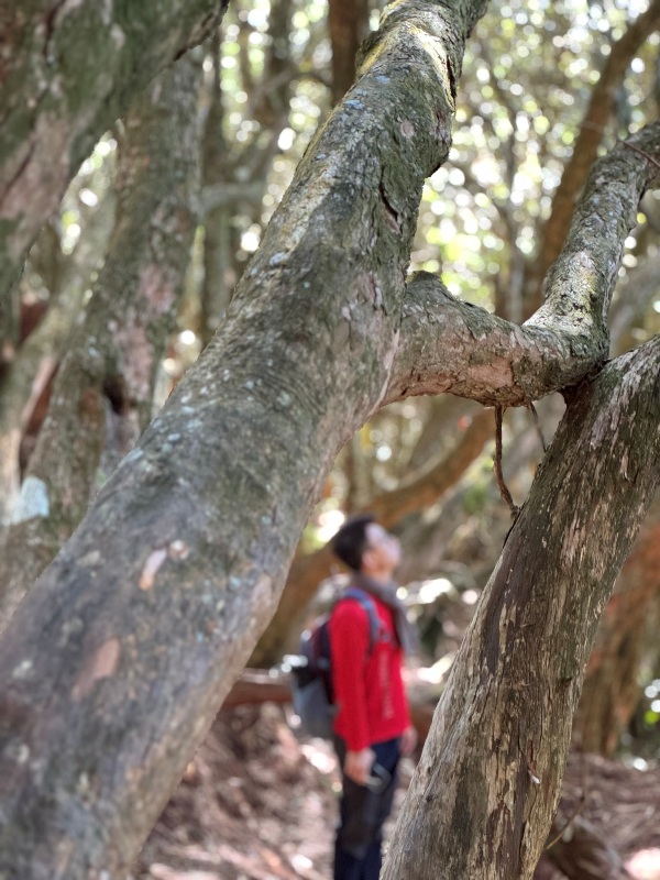 kaodao26 尖石-高島縱走 高台山 小中大島田山 一日四山