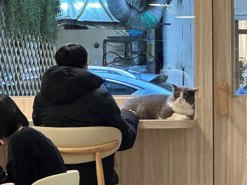 ptlcafe05 板橋-豬豬咖啡 喵喵摸摸茶咖啡館