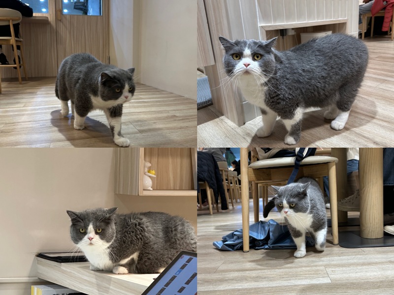 ptlcafe10 板橋-豬豬咖啡 喵喵摸摸茶咖啡館