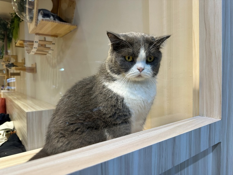 ptlcafeeee 板橋-豬豬咖啡 喵喵摸摸茶咖啡館