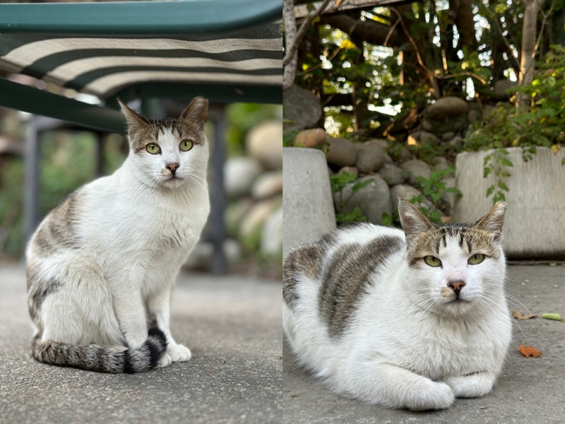 13011120 南屯-十三咖啡 春日傍晚好乘涼