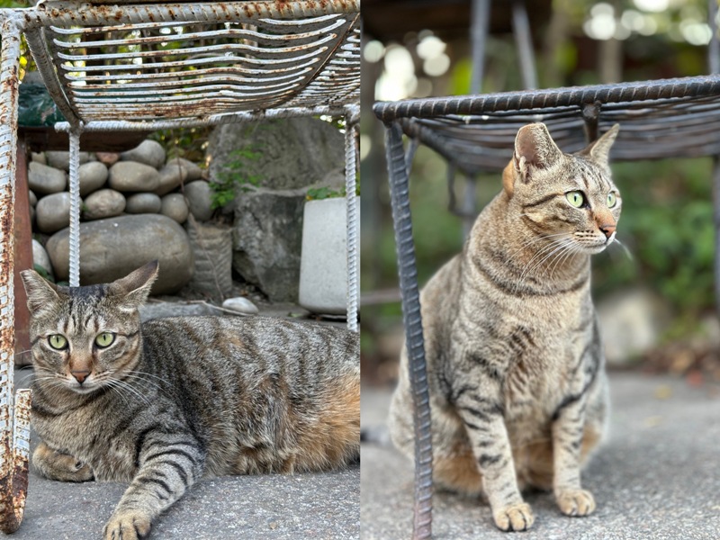 13011121 南屯-十三咖啡 春日傍晚好乘涼