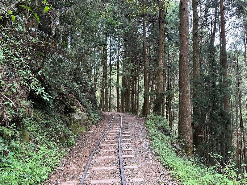 tefuye04 阿里山-特富野古道 漫步清幽森林鐵道好輕鬆