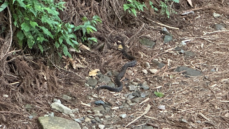 tefuye05 阿里山-特富野古道 漫步清幽森林鐵道好輕鬆