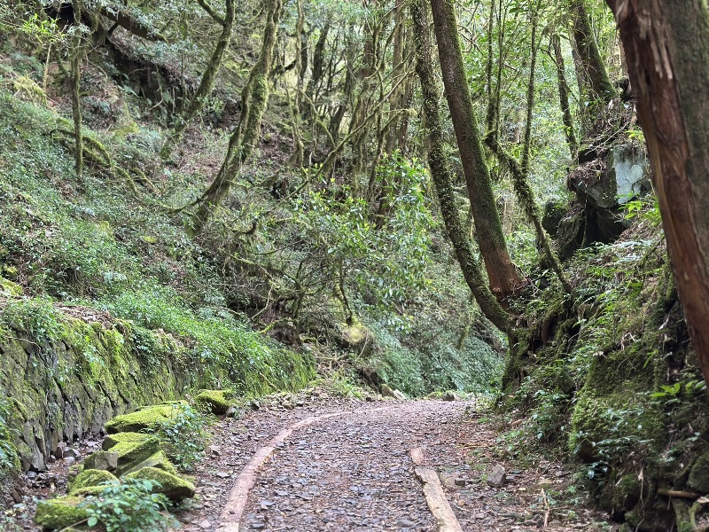 tefuye07 阿里山-特富野古道 漫步清幽森林鐵道好輕鬆