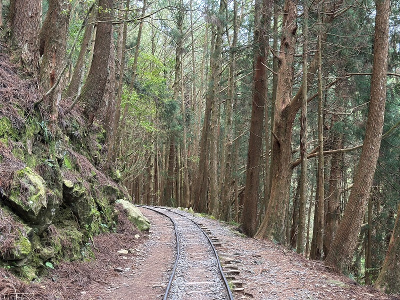 tefuye08 阿里山-特富野古道 漫步清幽森林鐵道好輕鬆