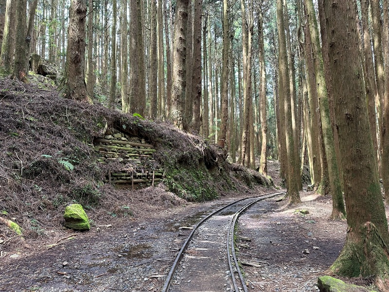 tefuye09 阿里山-特富野古道 漫步清幽森林鐵道好輕鬆