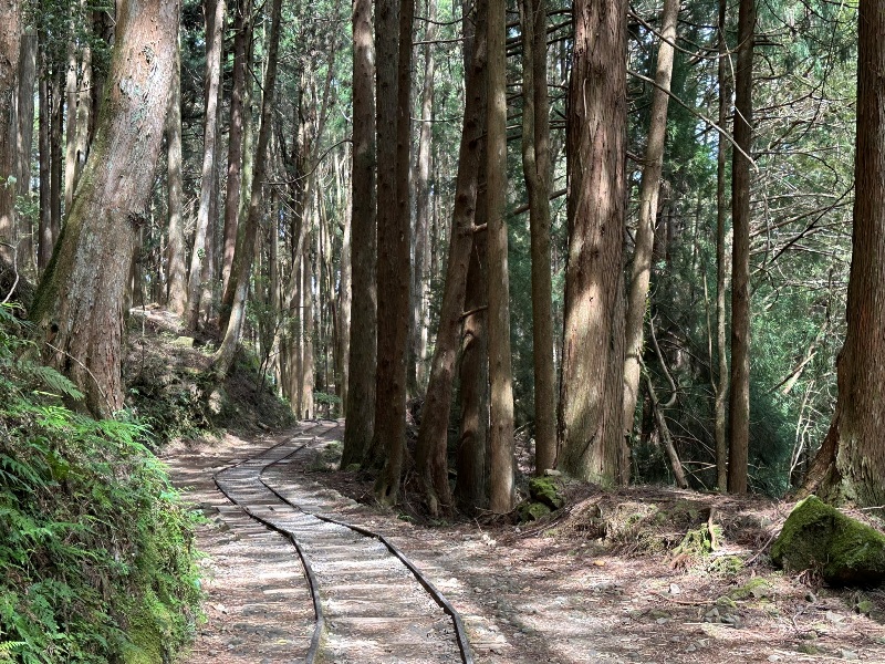 tefuye10 阿里山-特富野古道 漫步清幽森林鐵道好輕鬆