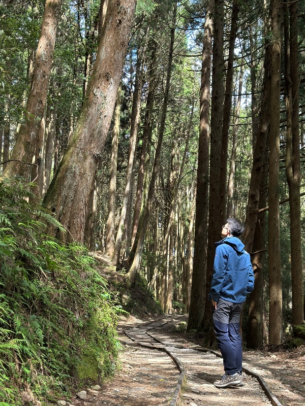 tefuye11 阿里山-特富野古道 漫步清幽森林鐵道好輕鬆