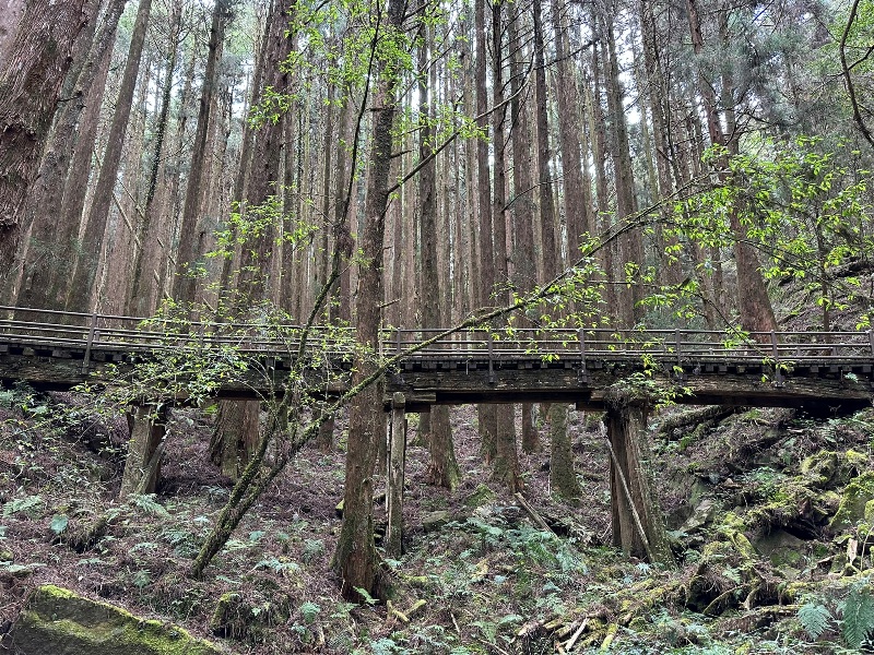 tefuye12 阿里山-特富野古道 漫步清幽森林鐵道好輕鬆