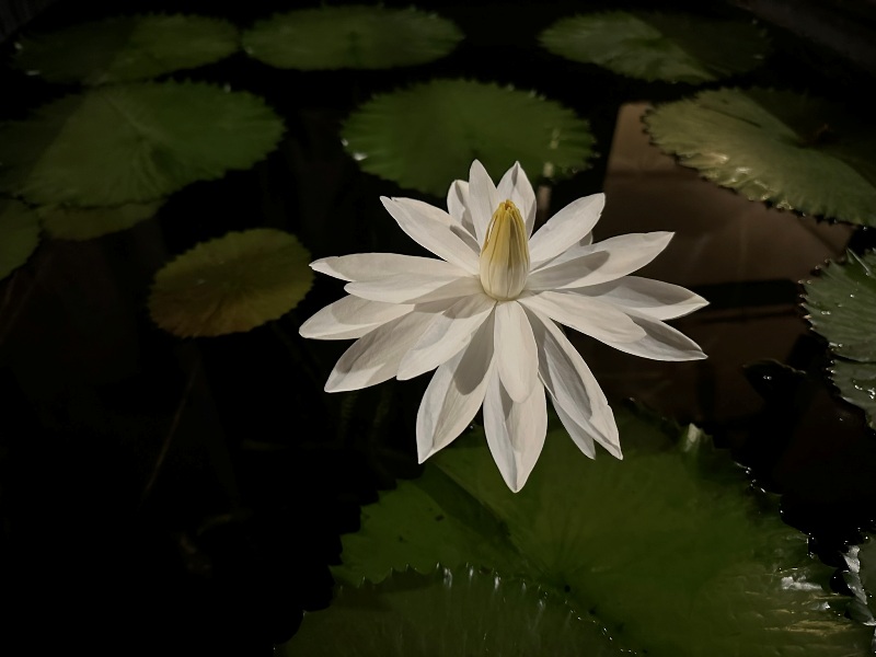 pranburi26 Hua Hin-Sheraton Hua Hin Pranburi Villa遠離城市 有趣迷人的小村落