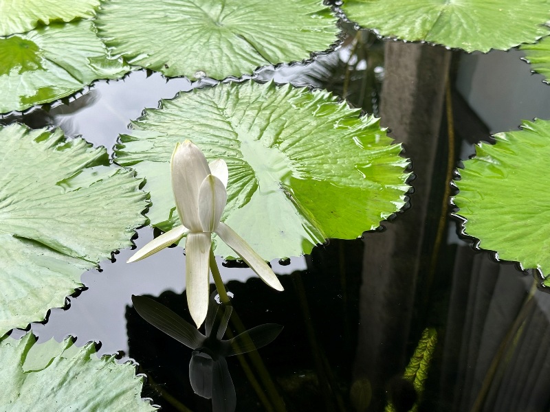 pranburi28 Hua Hin-Sheraton Hua Hin Pranburi Villa遠離城市 有趣迷人的小村落