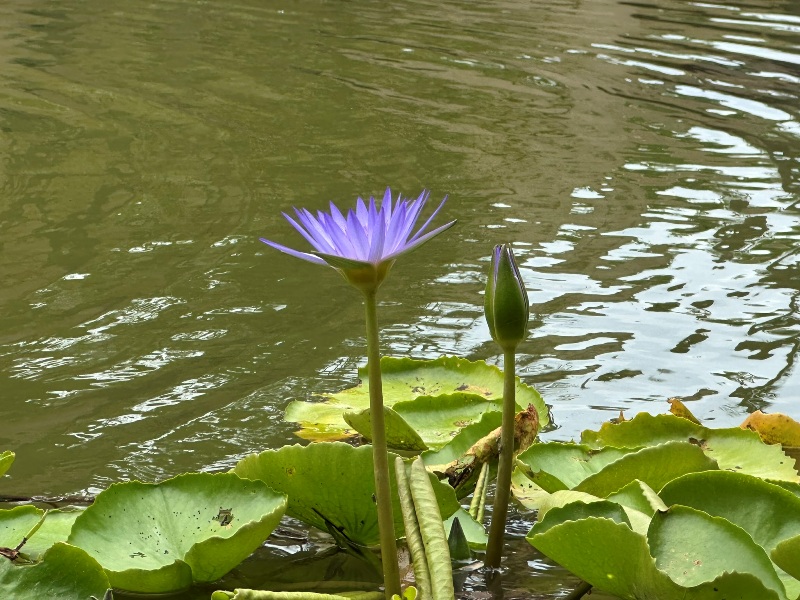 pranburi52 Hua Hin-Sheraton Hua Hin Pranburi Villa遠離城市 有趣迷人的小村落