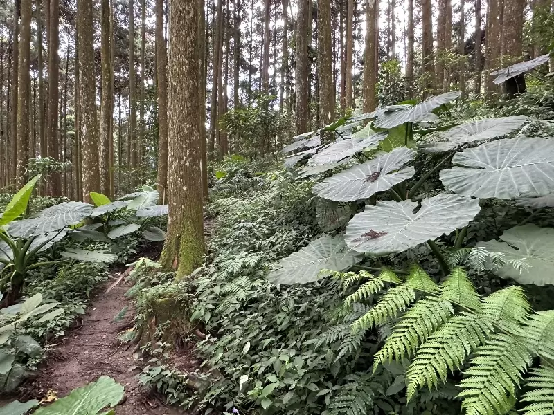 goosemt04 五峰-鵝公髻山 美麗林相一路相隨(山上人家登山口)