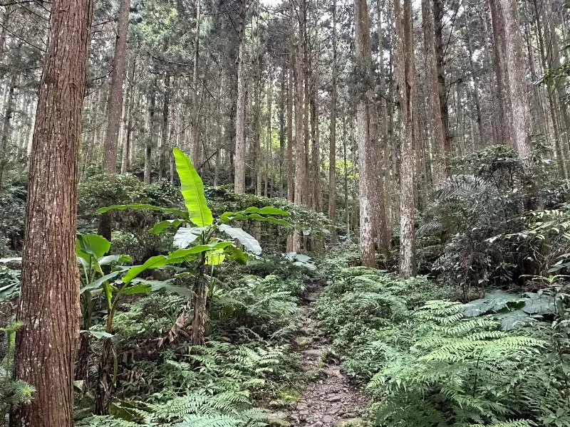 goosemt06 五峰-鵝公髻山 美麗林相一路相隨(山上人家登山口)