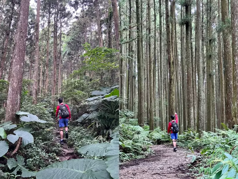 goosemt07 五峰-鵝公髻山 美麗林相一路相隨(山上人家登山口)