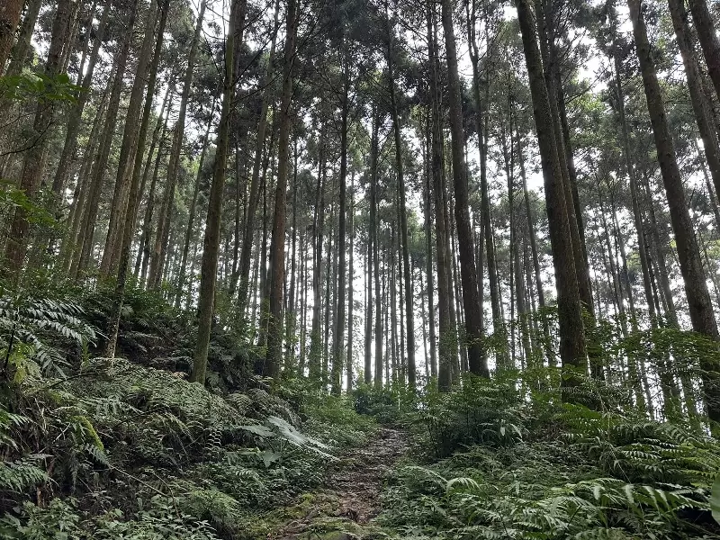 goosemt08 五峰-鵝公髻山 美麗林相一路相隨(山上人家登山口)