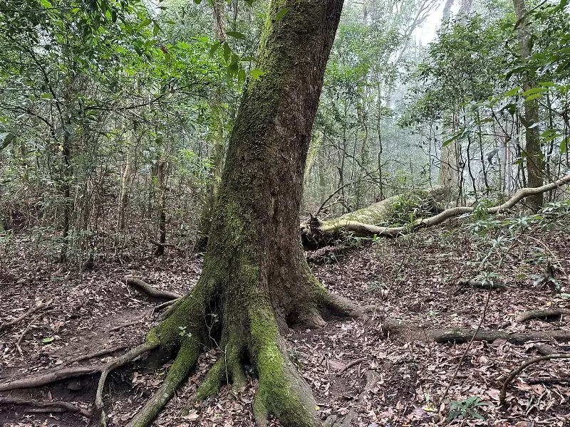 goosemt11 五峰-鵝公髻山 美麗林相一路相隨(山上人家登山口)