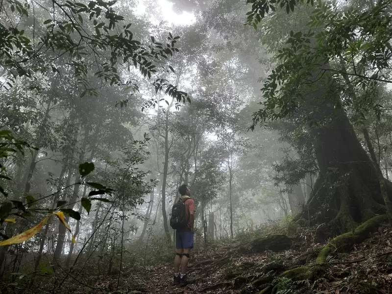 goosemt12 五峰-鵝公髻山 美麗林相一路相隨(山上人家登山口)