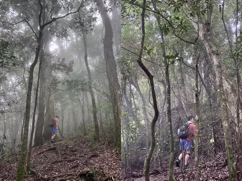 goosemt13 五峰-鵝公髻山 美麗林相一路相隨(山上人家登山口)