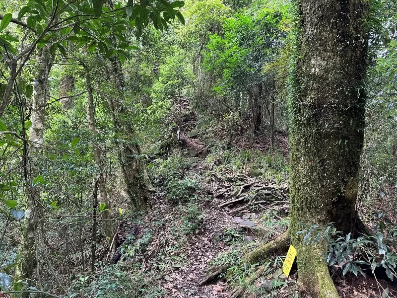 goosemt14 五峰-鵝公髻山 美麗林相一路相隨(山上人家登山口)