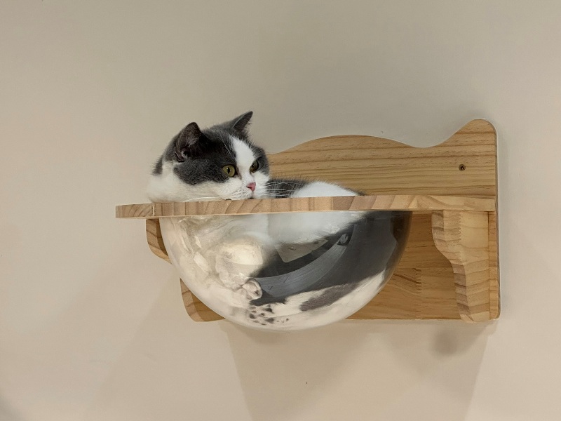 ptlcafe06 板橋-豬豬咖啡 喵喵摸摸茶咖啡館