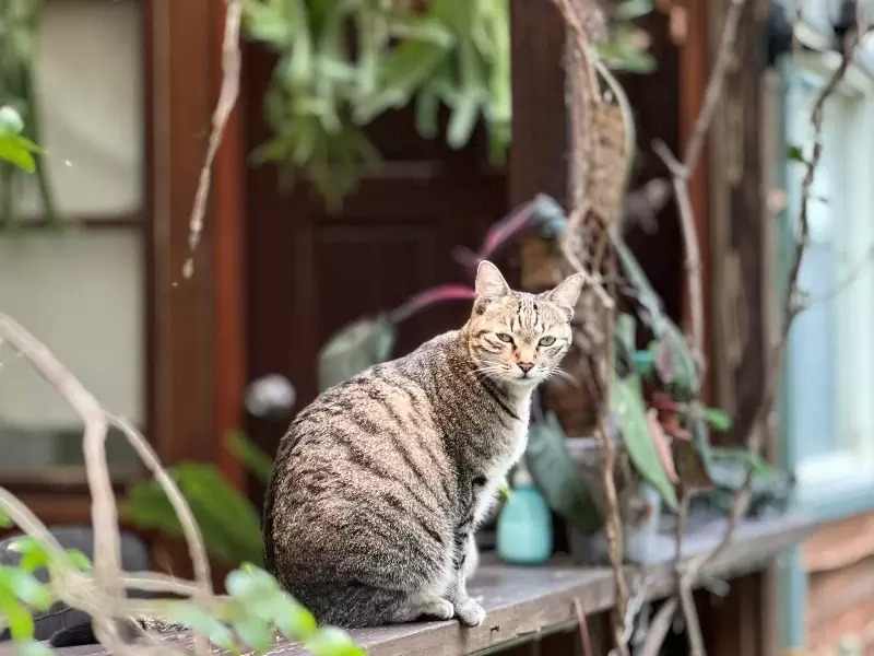 grasscafe10 中壢-艸緣⟢女巫焙煎所 室內外兩種風情