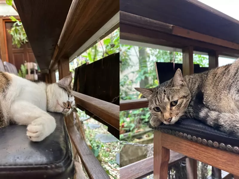 grasscafe11 中壢-艸緣⟢女巫焙煎所 室內外兩種風情