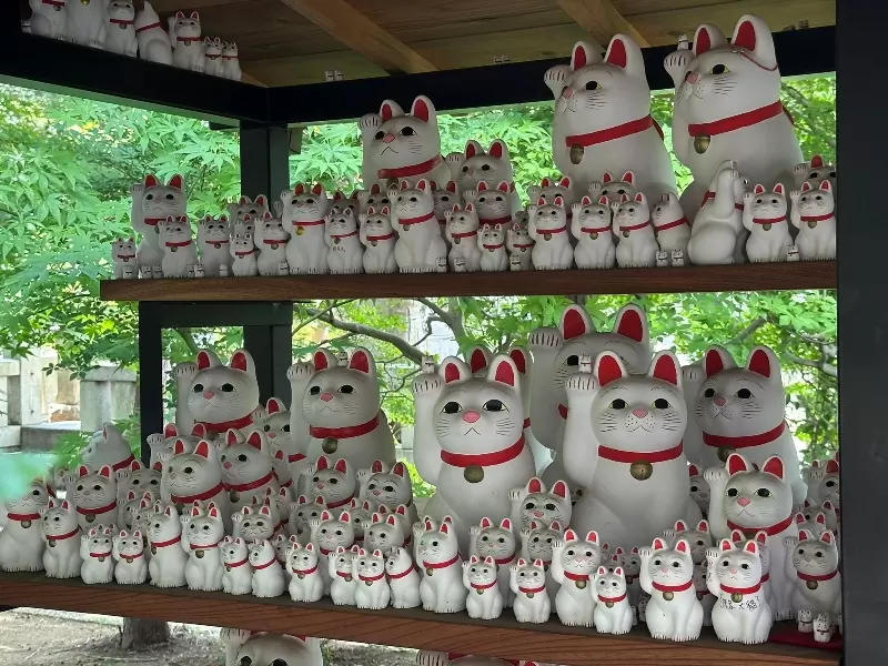 Gotoguji14 Setagaya-盛夏與招財貓的相遇在世田谷豪德寺