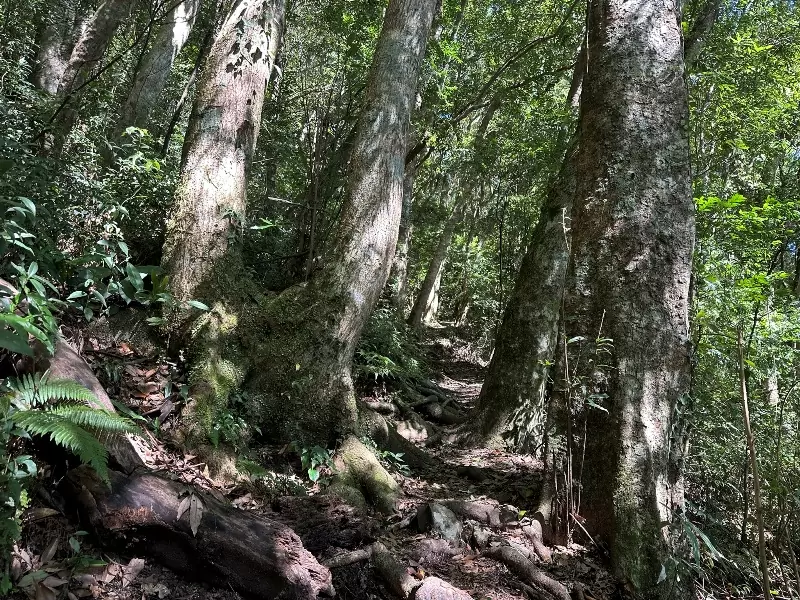 lidong06 尖石-李棟山 從山莊到古堡滿是文化底蘊的小百岳