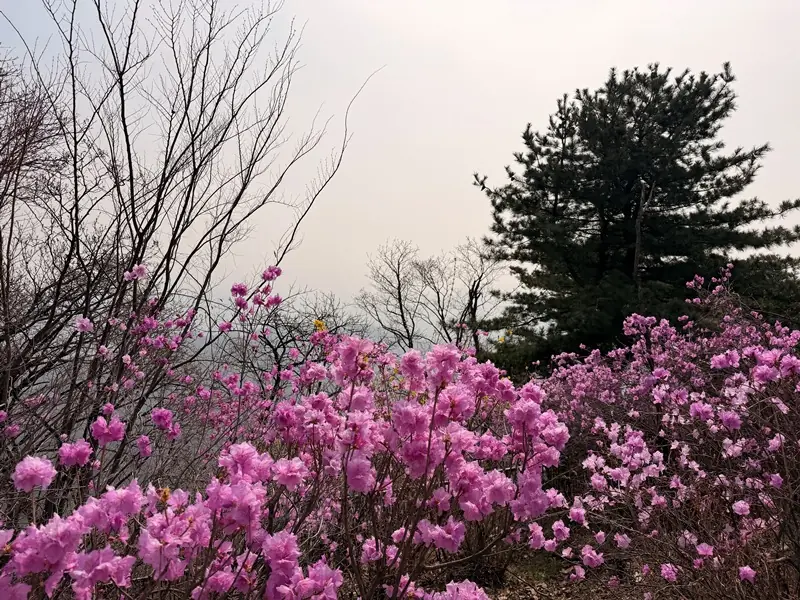baiyuemt0111 Seoul-鐘路漫步路之登白岳山 一路彰義門/白岳山/青雲台到三清洞