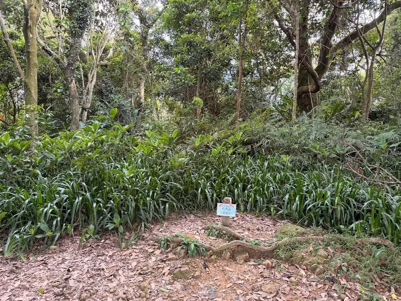shimenmt2216 龍潭-石門山 小百岳賞石門水庫 O型路線很輕鬆